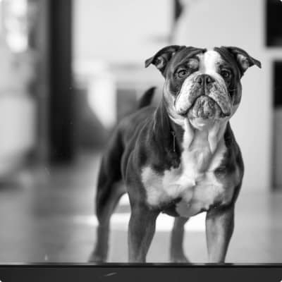 Portrait von Mel, dem Bürohund