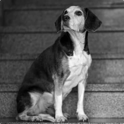 Portrait von Cara, dem zweiten Bürohund